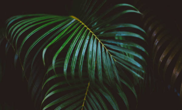 Growbox